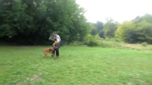 Дрессировка собак. Бельгийская овчарка. Малинуа.