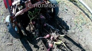 Копаем картошку мотоблоком