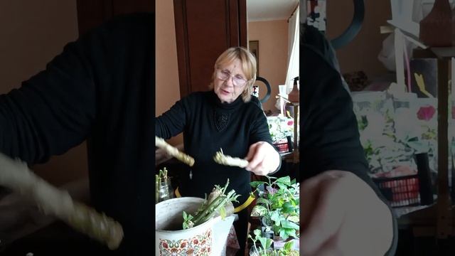 Бругмансия..черенки..болтаалка о сортах бругмансии...