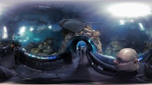 Shanghai Ocean Aquarium - Immersive Walk in the Tunnel | 360 4K Video