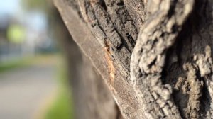 Panasonic Lumix TZ200 / ZS200 4K Video Samples