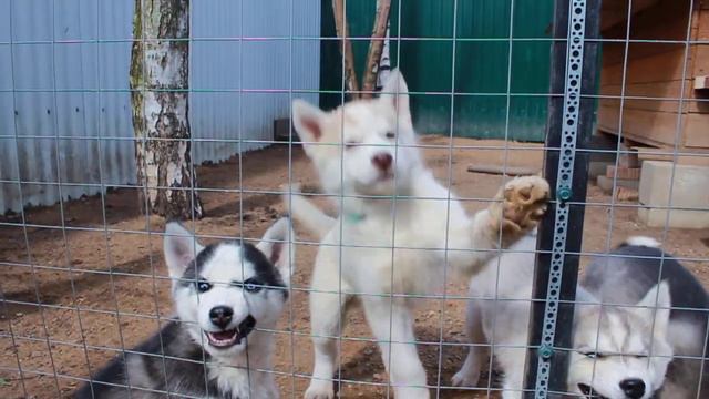 Питомник Крылатки. Помет 24 февраля 2017 г.рождения. смотреть онлайн