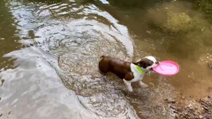 Купальный сезон открыт | Собака плавает | Boston Terrier swimming