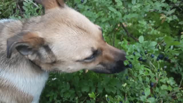 Прогулка в лесу смотреть онлайн