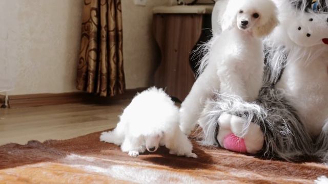 Зайки на лужайке! смотреть онлайн