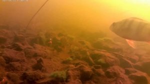 Ловля окуня на червя