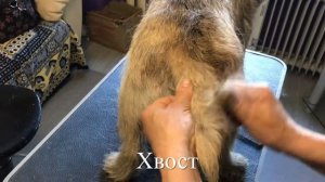 Ручной стриппинг керн терьера ( hand stripping kern terrier)
