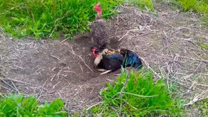 НЕОБЫЧНОЕ, ПОВЕДЕНИЕ - КУРЕЦ, А ПЕТУШОК, ВООБЩЕ - ЛЁГ НА БОК! 🐓😐