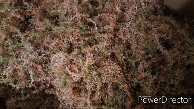 Мох сфагнум ???живой мох сфагнум 24.11.19 Да да зима!!!! А он живой ??? смотреть онлайн