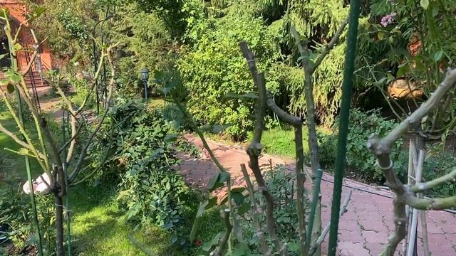 Уход за розами осенью! смотреть онлайн