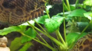 Леопардовые Ктенопомы 2 / Ctenopoma acutirostre 2