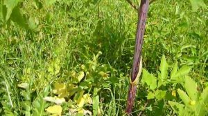 Дягиль лекарственный