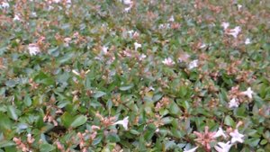 Колибри в Испании