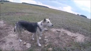 Волчье логово (Волки)