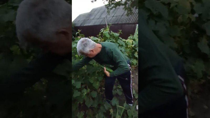 Огурцы во время отсутствия.