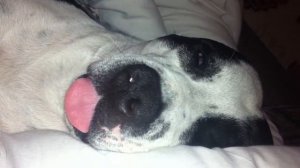 Snoring Staffie star