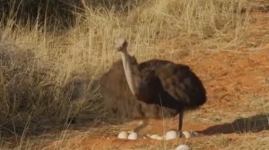 Почему Страусы зарывают голову в песок? | Правда или Ложь