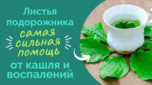 Подорожник – самая сильная природная помощь при кашле и воспалительных процессах..mp4