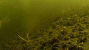 На отводном канале в Тушино 01.08.2023