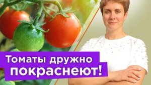 ТОМАТЫ ПОСПЕЮТ БЫСТРО! Как ускорить созревание помидоров на кусте без химии и удобрений