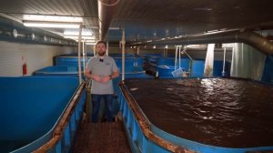 Как ВЫВЕСТИ ферму УЗВ ИЗ УБЫТКА на 15 МИЛЛИОНОВ РУБЛЕЙ чистой ПРИБЫЛИ? | Аудит УЗВ