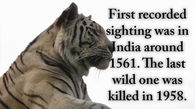 10 Interesting Facts about White Tigers That Will Stun You | #whitetiger #whitetigers смотреть онлайн
