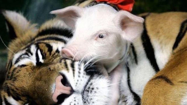 Мир животных смотреть онлайн