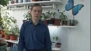 Размножение лимонов: прививка, черенкование!