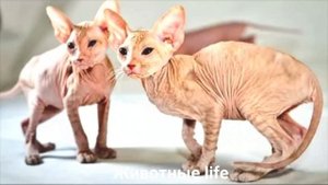 ПЕТЕРБОЛД?/Животные life/Кошки/Животные/Интересные факты