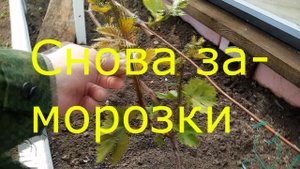 Заморозки 2-3 МАЯ.