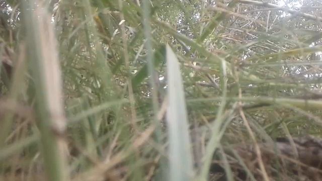 Охота на фазана с пневматикой. УДАЧНАЯ ? смотреть онлайн