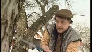 Пеньки в саду. Андрей Туманов о плодовых.