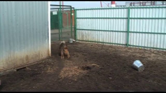 Кожуховский приют. Ланка (Lanka) смотреть онлайн