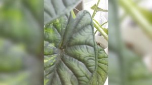 Алоказия шкура дракона вариегатная