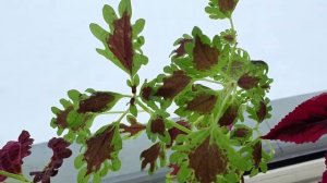 12 сортовых Колеусов, которые переносят зимовку в комнатных условиях без ламп