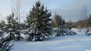 Снег, до чего чудесный снег...