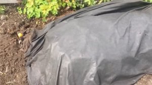 Как приготовить компост. Как использовать куриный помёт.