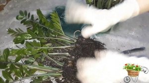 Деление и пересадка замиокулькаса! Такого я не ожидала!!!!