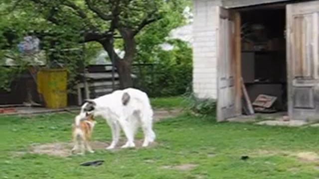 Norwegian Lundehund playing смотреть онлайн