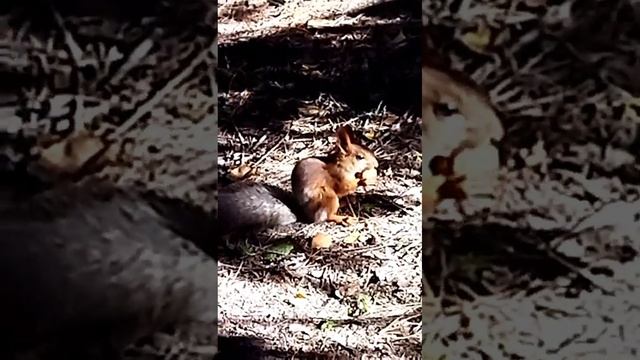 Барнаул -город в Сибири.Животные в городе готовятся к зиме. смотреть онлайн