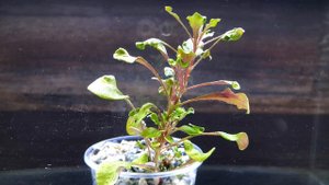 АЛЬТЕРНАНТЕРА БЕТЗИКИАНА. Alternanthera bettzickiana. СЕКРЕТЫ ВЫРАЩИВАНИЯ