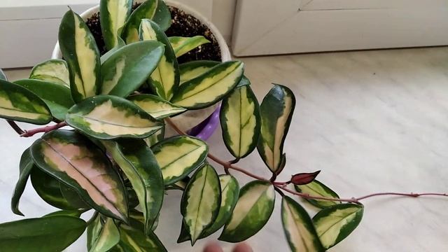 Хойя Карноза триколор смотреть онлайн