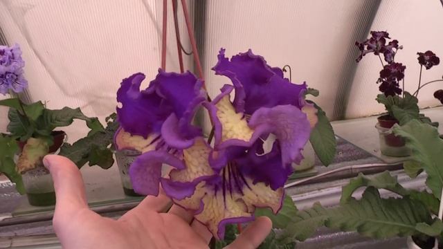 Стрептокарпусы Диметрис 25 марта 2016г смотреть онлайн