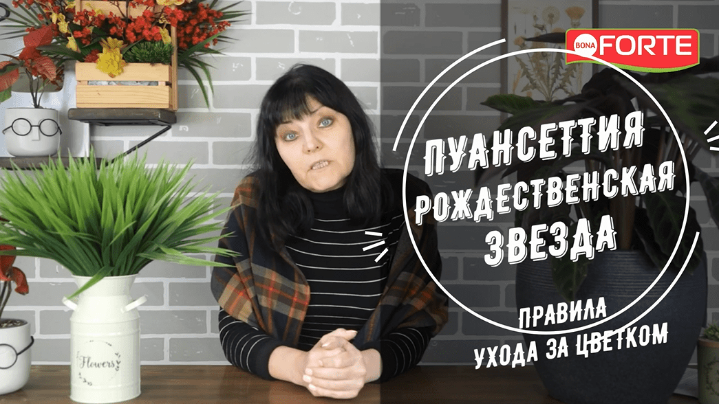 Как ухаживать за пуансеттией - самой красивой Рождественской Звездой. Правила полива и подкормки.