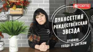 Как ухаживать за пуансеттией - самой красивой Рождественской Звездой. Правила полива и подкормки.