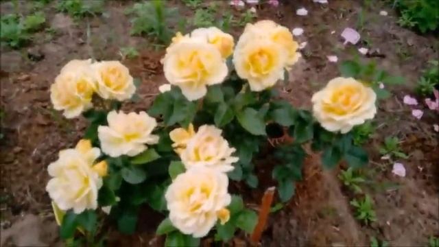 Цветут мои розы: Барон Жиро де Лейн, Lions rose, Амнезия, Отель Савой. смотреть онлайн