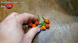 Каролина Рипер красная. Дни 241-250. Рост перца.