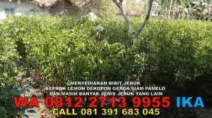 Bibit Jeruk Florida WA 0812 2713 9955, Foto Bibit Jeruk Nagami