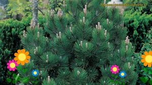 Сосна гельдрейха. Краткий обзор, описание характеристик, где купить pinus heldreichii