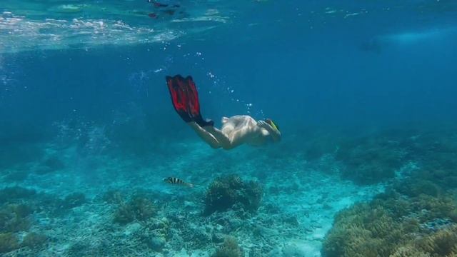 Морская черепаха. Подводное плавание с черепахой | Гили Траванган | Бали 2020 февраль смотреть онлайн